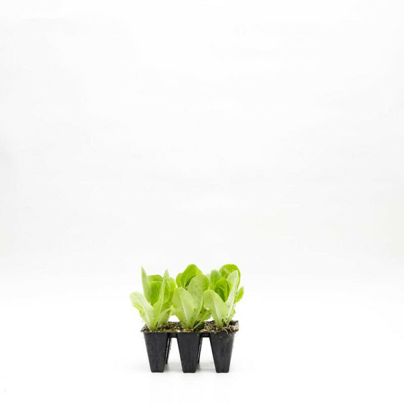 

Lechuga Ecologica Trocadero 6 Uds