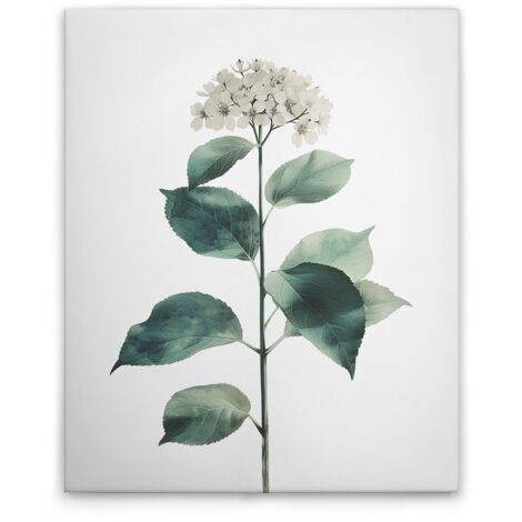 Leinwandbild Hortensie Weiß M1-No.51825 - Kunstdruck auf Leinwand in Weiß Grün - Wandbild 40 x 50 cm