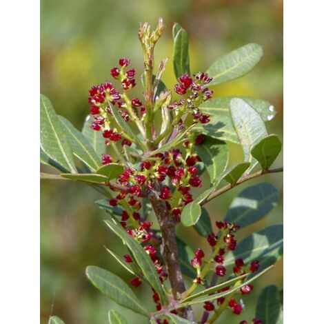 Lentisque, Arbre à mastic Pot de 2L/3L