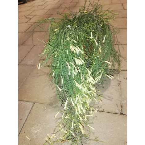 Leptospermum Scoparium bianco v17