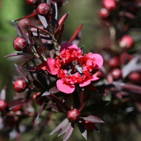 Leptospermum Winter Cheer, Arbre à thé/Pot de 7,5L - 40/60 cm