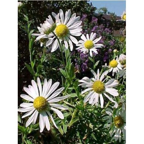 Leucanthemella serotina Godet de 8/9 cm