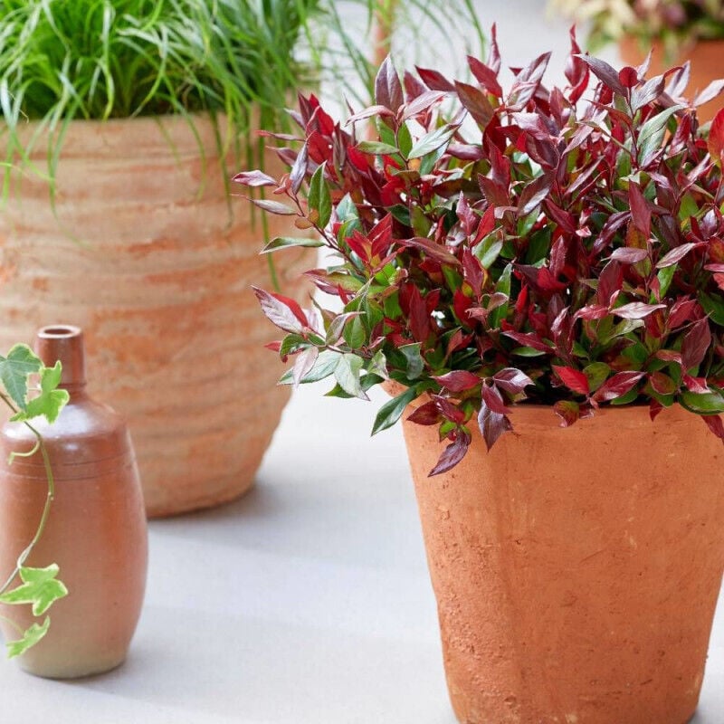 Leucothoe Little Flammes®/Pot de 3L