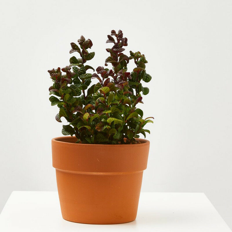 

Leucothoe Rizado Maceta 3 Litros