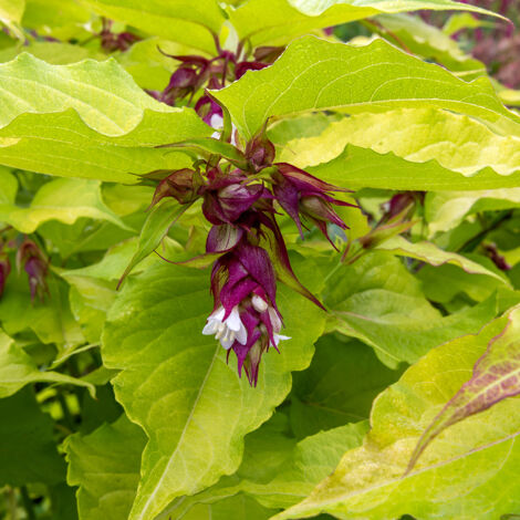 Leycesteria formosa 'little-lanterns' Pot de 3L/4L