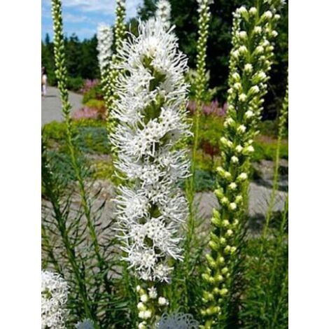 Liatride, Plume du Kansas 'Floristan White' Godet de 8/9 cm