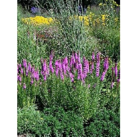 Liatride, Plume du Kansas Godet de 8/9 cm