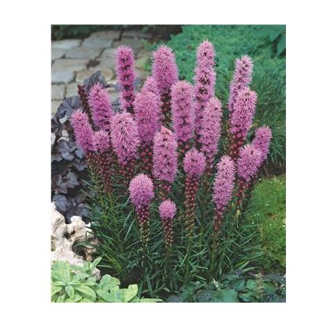 LIATRIS SPICATA PLUME DU KANSAS