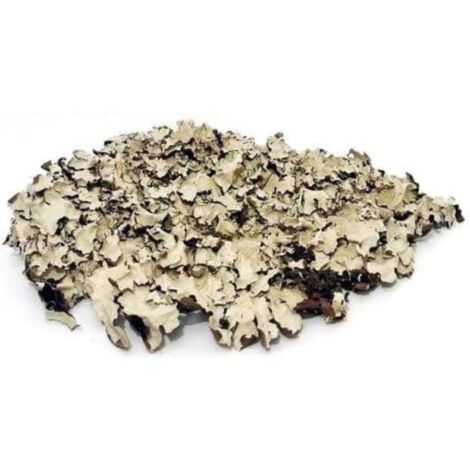 Lichene nero 100g