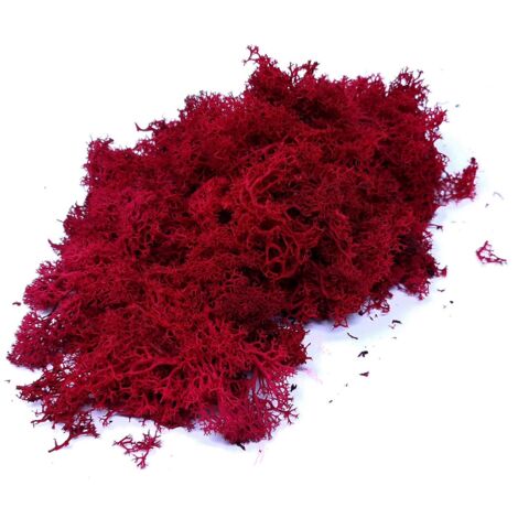 Lichene Rosso Muschio Nordico per Presepe in Busta da 100 Gr 10665