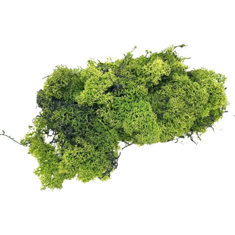 Lichene Verde Muschio Nordico per Presepe in Busta da 100 Gr 86598