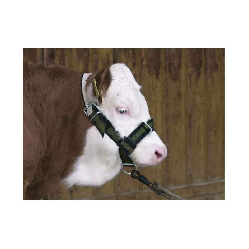 licol pour veau vert et noir