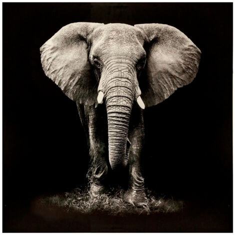Lienzo impreso 'Éléphant' 100 x 100 cm - Atmosphera créateur d'intérieur