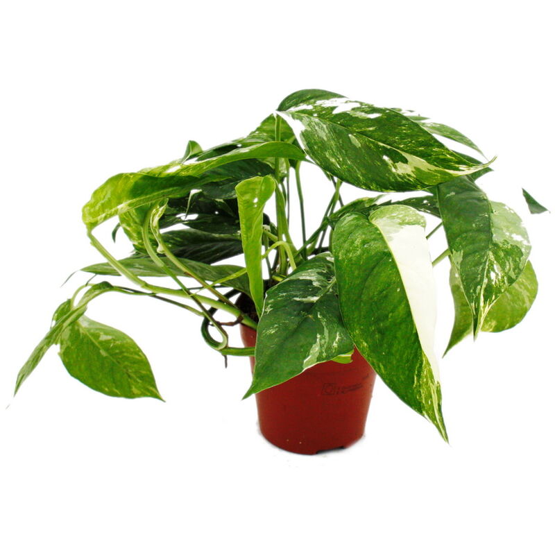 Lierre à motifs blancs et colorés - Epipremnum variegata - Scindapsus - pot de 12cm - plante d'intérieur grimpante