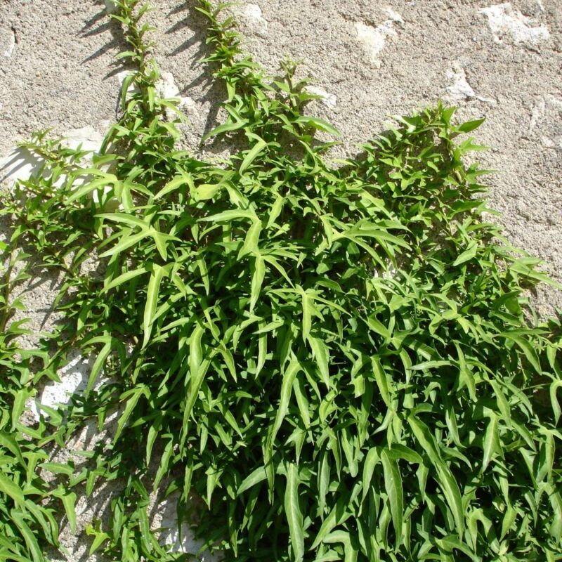 Lierre à patte d'oie helix Sagittifolia | Conditionnement: Godet - 5/20 cm