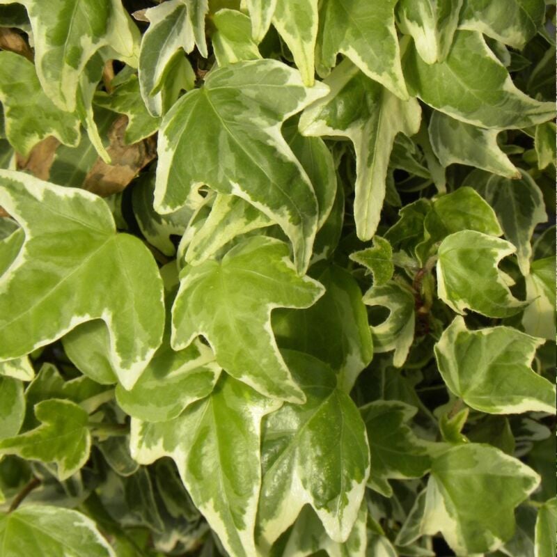 Lierre à patte d'oie helix Sagittifolia Variegata/Godet