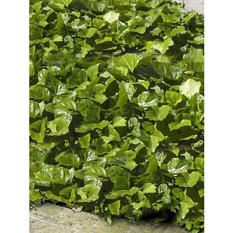 Lierre 'Bellecour' Godet de 7/8 cm