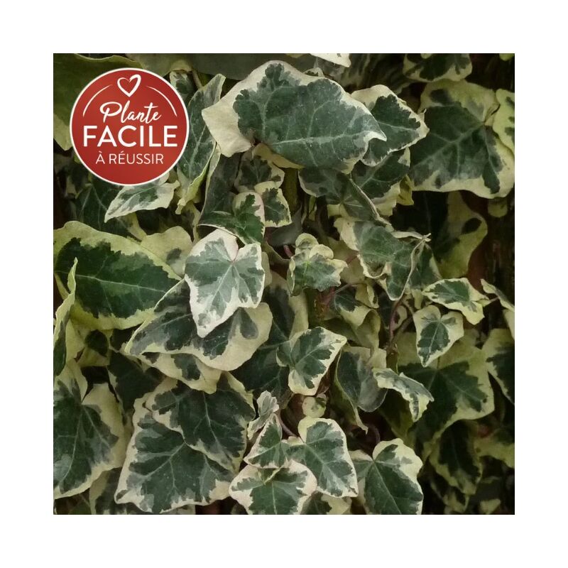 Javoy Plantes - Lierre 'Chester' - hedera helix 3L - 60/90cm