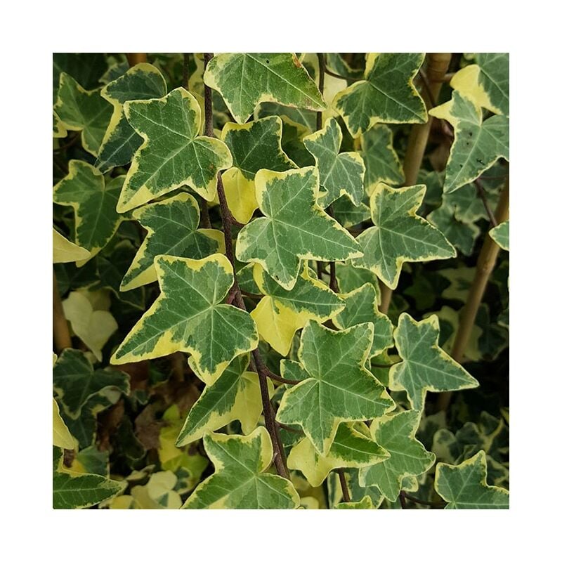 Lierre commun 'Goldchild' - hedera helix 3L