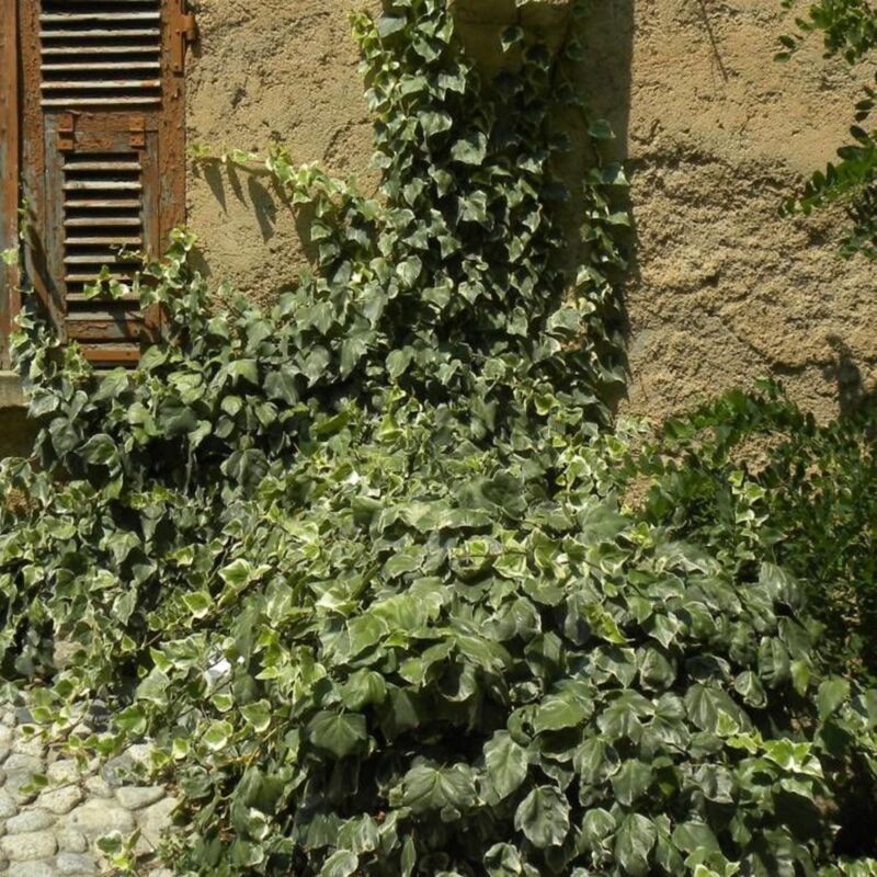 Lierre d'Alger algeriensis Gloire De Marengo | Conditionnement: Pot de 3L - Echelle bambou 60/120 cm