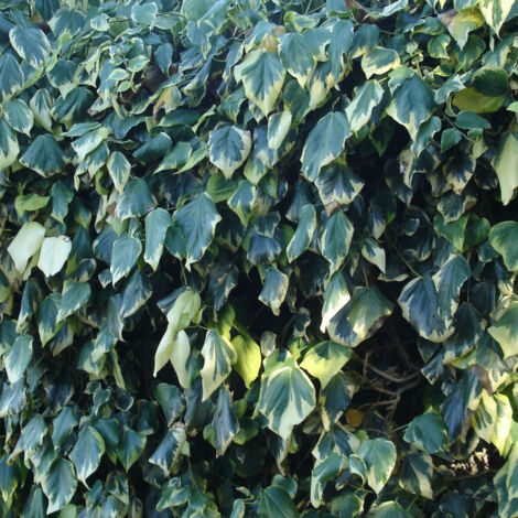 Lierre d'Alger algeriensis Gloire De Marengo