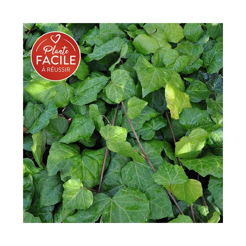 Lierre de Colchide - hedera colchica 3L - 60/90cm