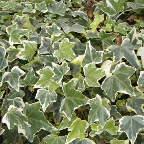 Lierre des bois helix Glacier