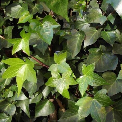 Lierre des Bois ou Lierre Commun (Hedera Helix) - Godet - Taille 13/25cm