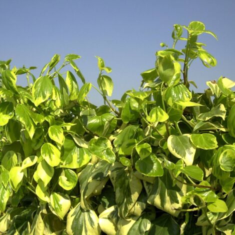 Lierre des colchide colchica Dentata Variegata