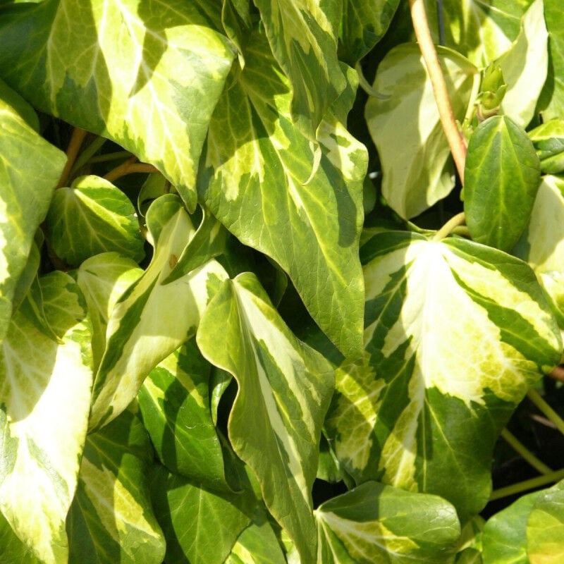 Lierre des colchide colchica Sulphur Heart | Conditionnement: Pot de 1,5L - Tuteur bambou 30/60 cm