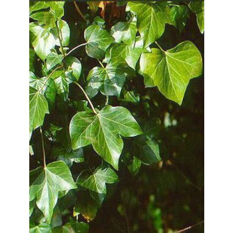 Lierre d'Irlande Godet de 8/9 cm