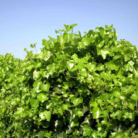 Lierre d'Irlande helix Hibernica