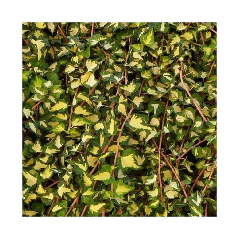 Lierre 'Goldheart' - 'Oro di Bodigliasco' - hedera helix 3L - 60/90cm