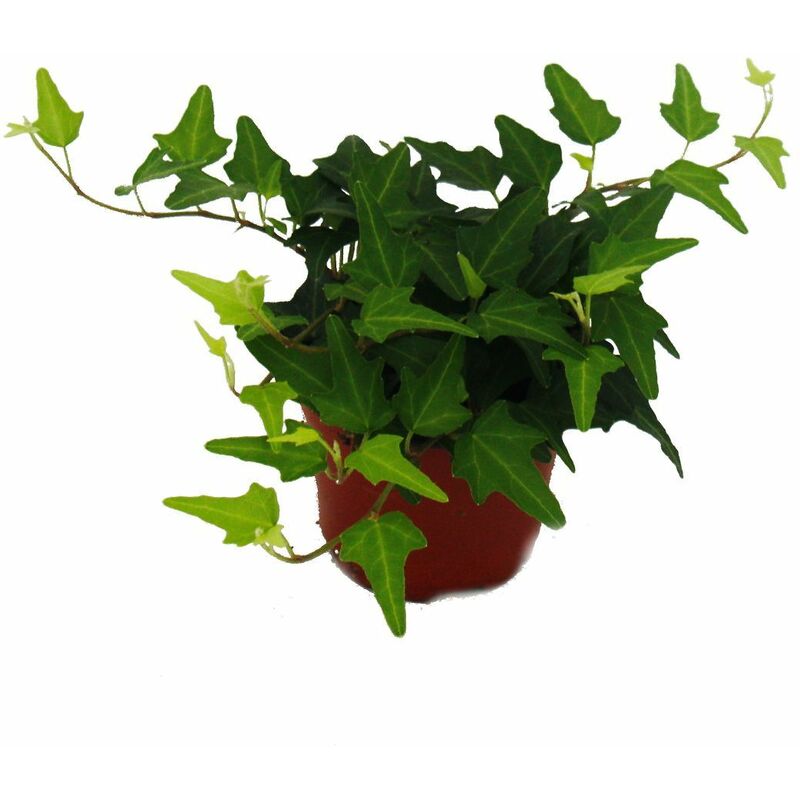 Lierre - Hedera - pot de 9cm - plante d'intérieur