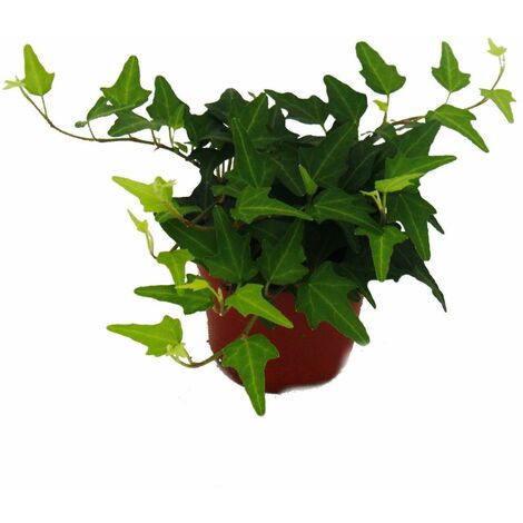 Lierre - Hedera - pot de 9cm - plante d'intérieur