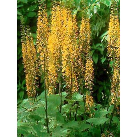 Ligulaire du Shavalski 'The Rocket' Godet de 8/9 cm