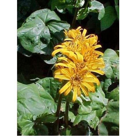Ligulaire Godet de 8/9 cm