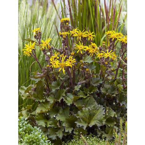 Ligulaire 'Golden Ray' Pot de 2L/3L