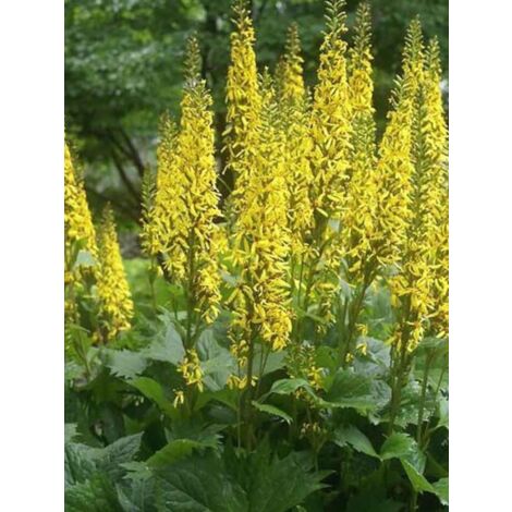 Ligularia hessei 'Lanternchern' Pot de 2L/3L