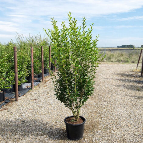 Ligustro a foglie ovali "Ligustrum Ovalifolium" pianta da siepe in vaso ø24 cm h. 2 metri
