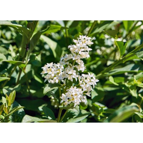 Ligustro sinense "Ligustrum sinensis" pianta da siepe in vaso  2 lt h. 50/80 cm