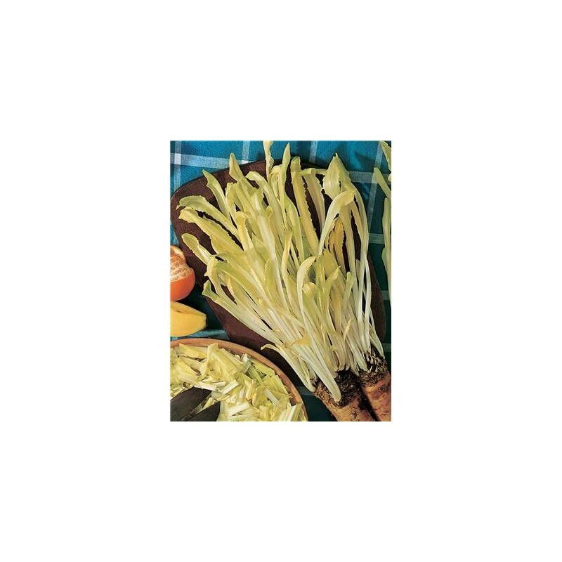 Chicoree sauv. barbe de capucin amere - 3G