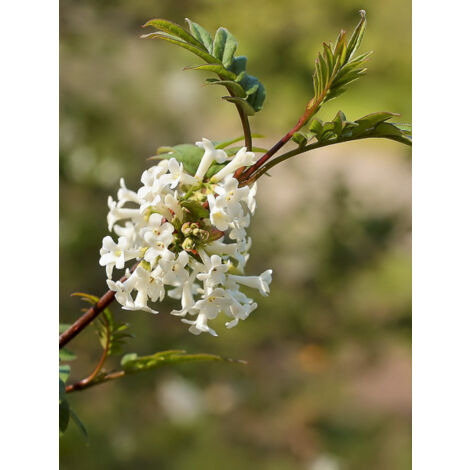 Lilas à feuilles pennées Pot de 4L/5L