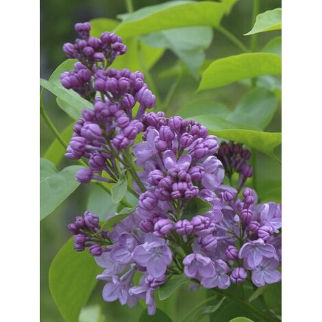 Lilas à fleurs de jacinthe 'Maiden's Blush' Pot de 4L/5L, 3/4 branches
