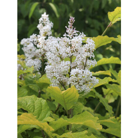 Lilas 'Aurea' Pot de 4L/5L