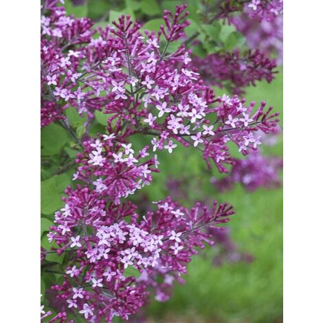 Lilas Bloomerang 'Dark Purple' Pot de 3L/4L