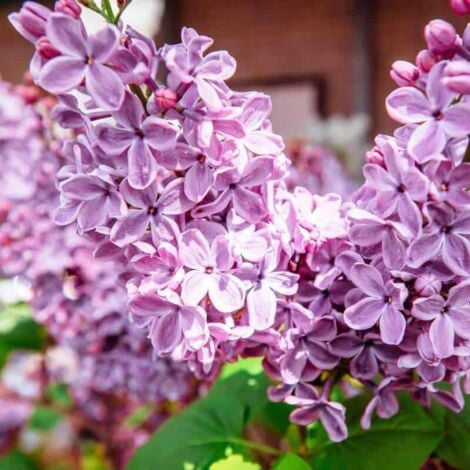 PÉPINIÈRES NAUDET Lilas Commun 'Amethyst' (Syringa Vulgaris)