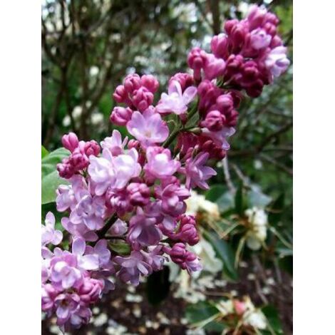 Lilas commun 'Belle De Nancy' Pot de 3L/4L