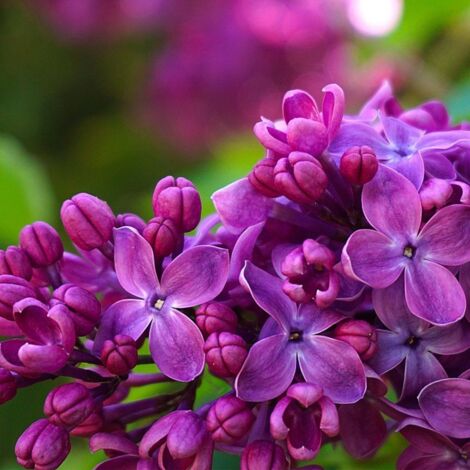 Lilas Commun Jose