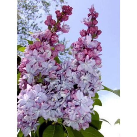 Lilas commun 'Katherine Havemeyer' Godet de 8/9 cm